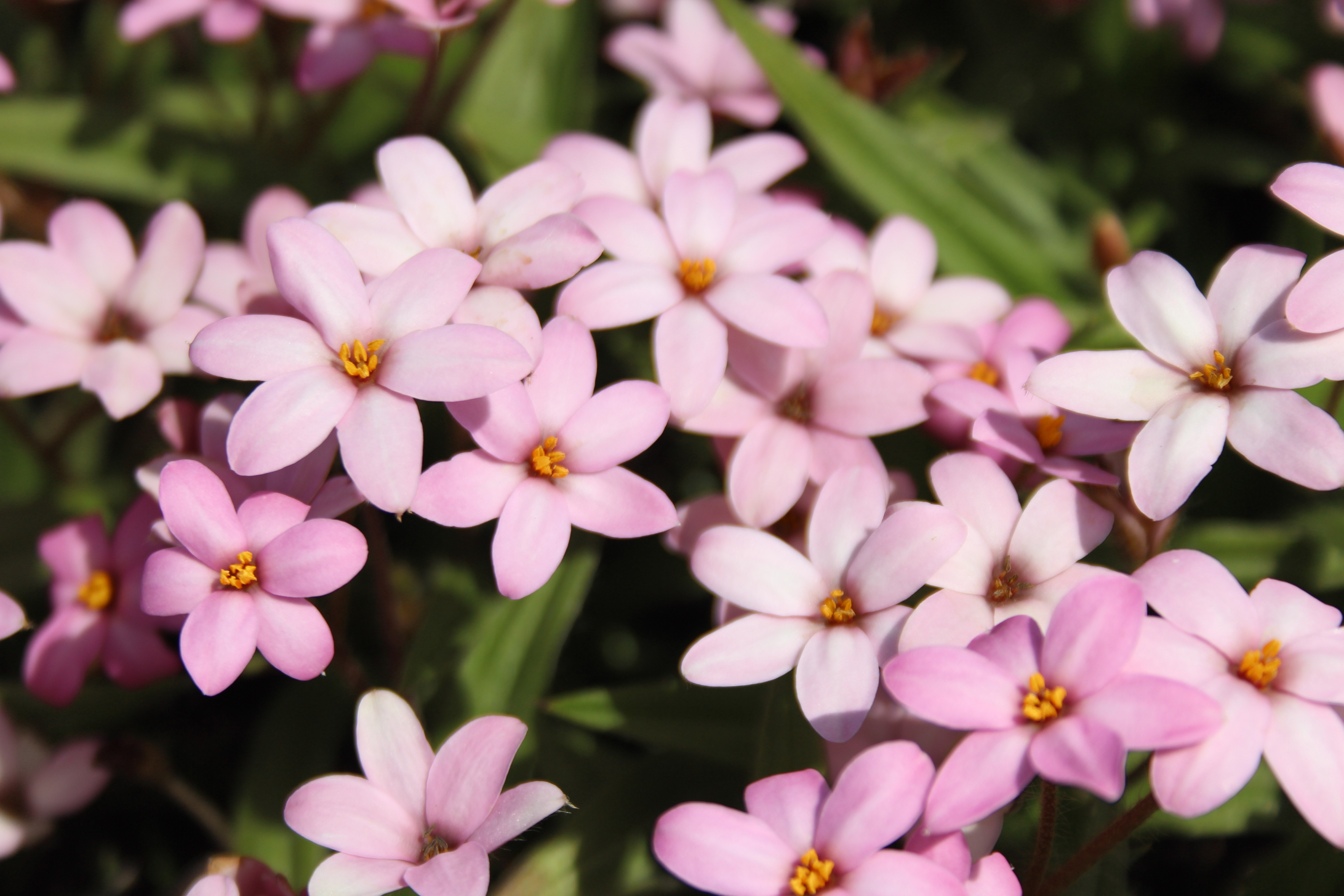 Rhodohypoxis 'Little Pink Pet'
